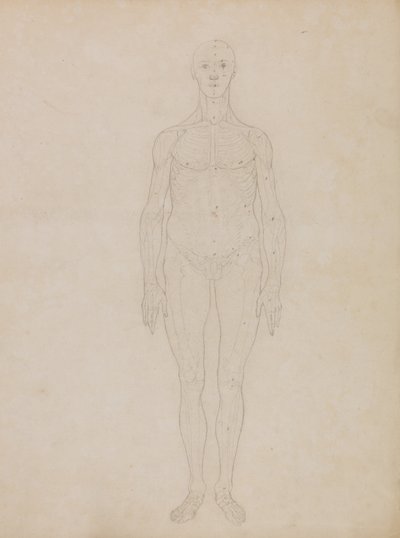 A Comparative Anatomical Exposition of the Structure of the Human Body with that of a Tiger and a Cow by George Stubbs